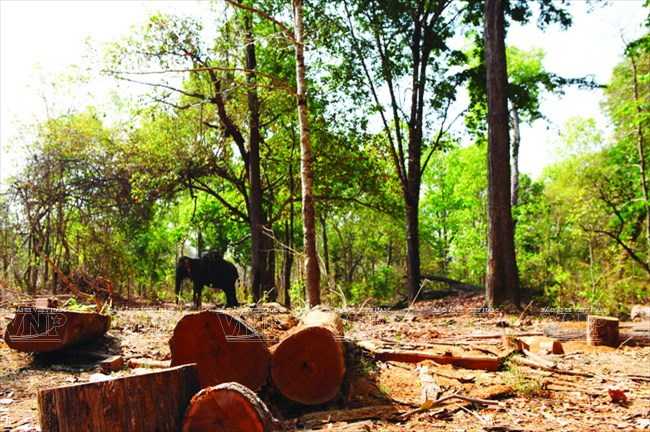 Hiện tượng phá rừng trái phép khiến nơi cư trú của voi ở tỉnh Đắk Lắk đang dần bị thu hẹp. (Nguồn: Báo ảnh Việt Nam/Vietnam+)