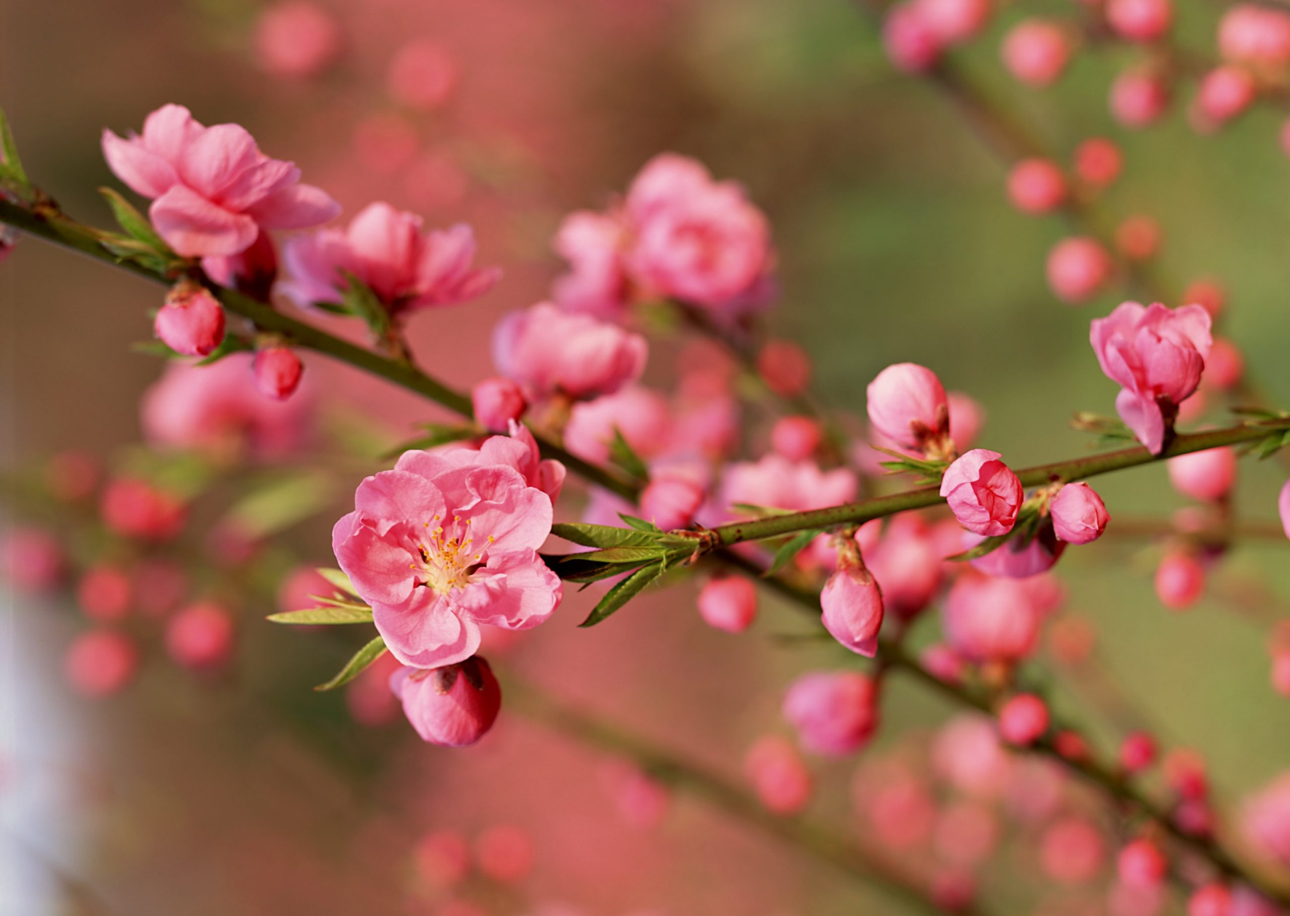 cành đào - Mua hoa Tết