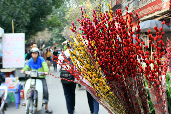 ý nghĩa cây tầm xuân