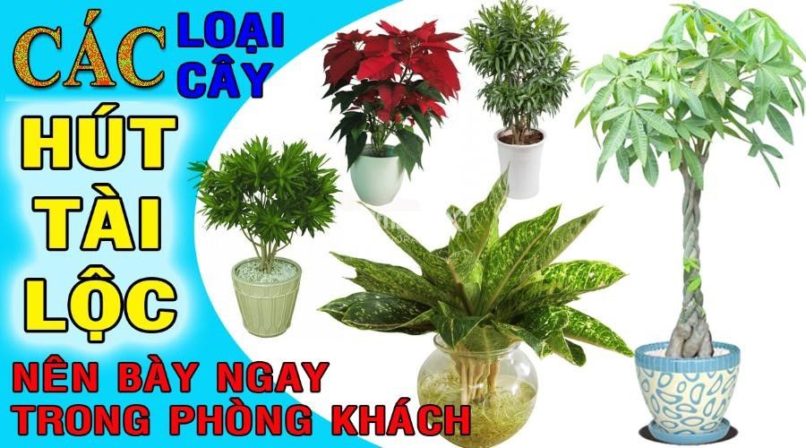 Những loại cây tài lộc nên đặt trong phòng khách