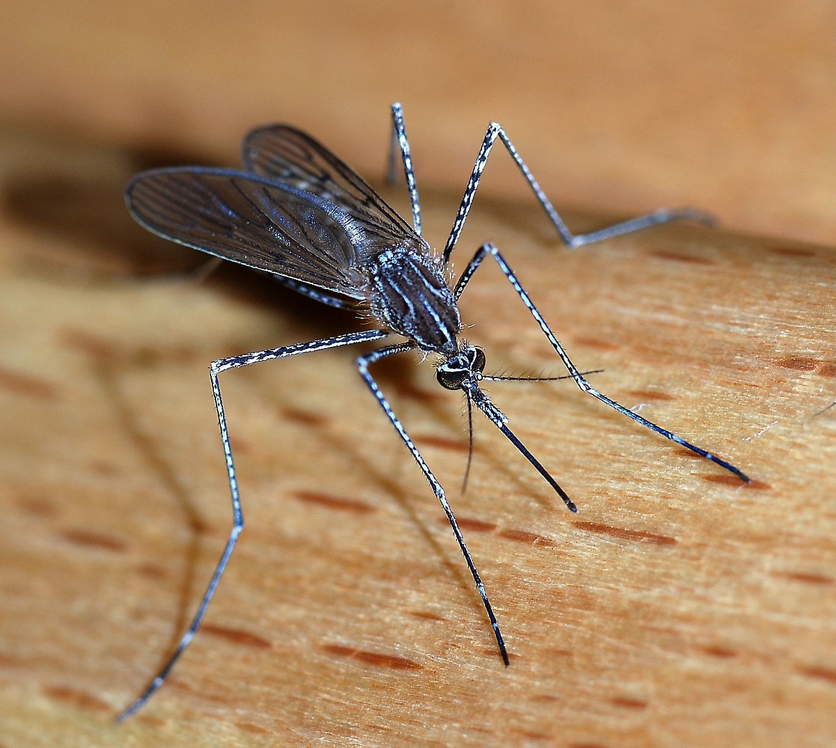 Muỗi – Wikipedia tiếng Việt