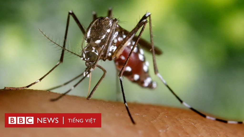 Loài muỗi mới mang bệnh dịch đến Bắc Mỹ - BBC