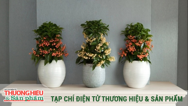 Ý nghĩa của cây kim ngân lượng trong phong thủy ngày Tết