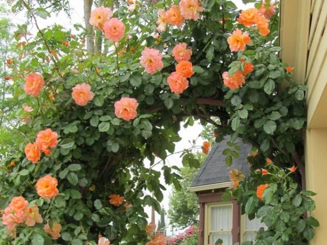 Chiêm ngưỡng những ngôi nhà có cánh cổng hoa hồng đẹp như cổ tích