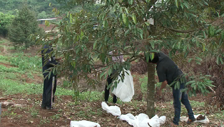 Cảnh báo tình trạng cắt trộm sầu riêng trong mùa thu hoạch | ĐÀI TRUYỀN HÌNH ĐĂK NÔNG