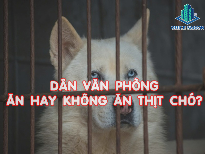 Dân văn phòng có nên ăn thịt chó?