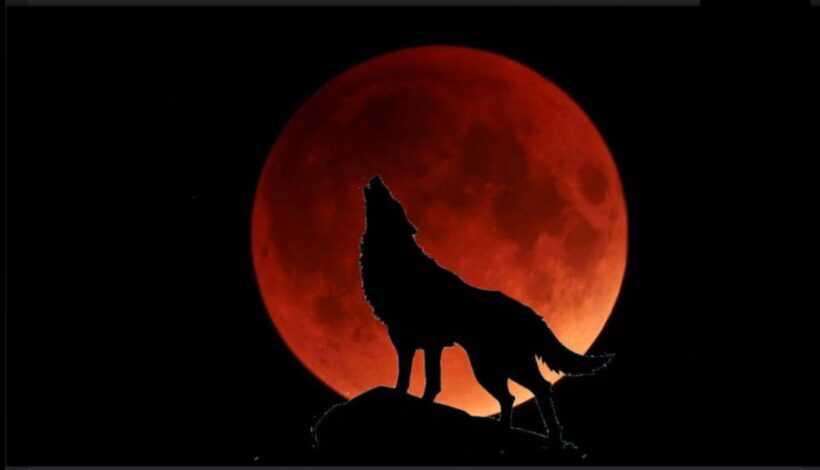 Hình ảnh trăng máu đẹp và chó sói