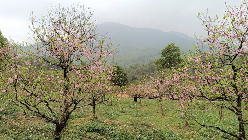 ảnh cây đào trồng trong vườn