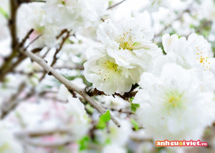 Hoa đào trắng mang vẻ đẹp trong trẻo, thuần khiết và mang lại cảm giác bình yên cho tâm hồn. 