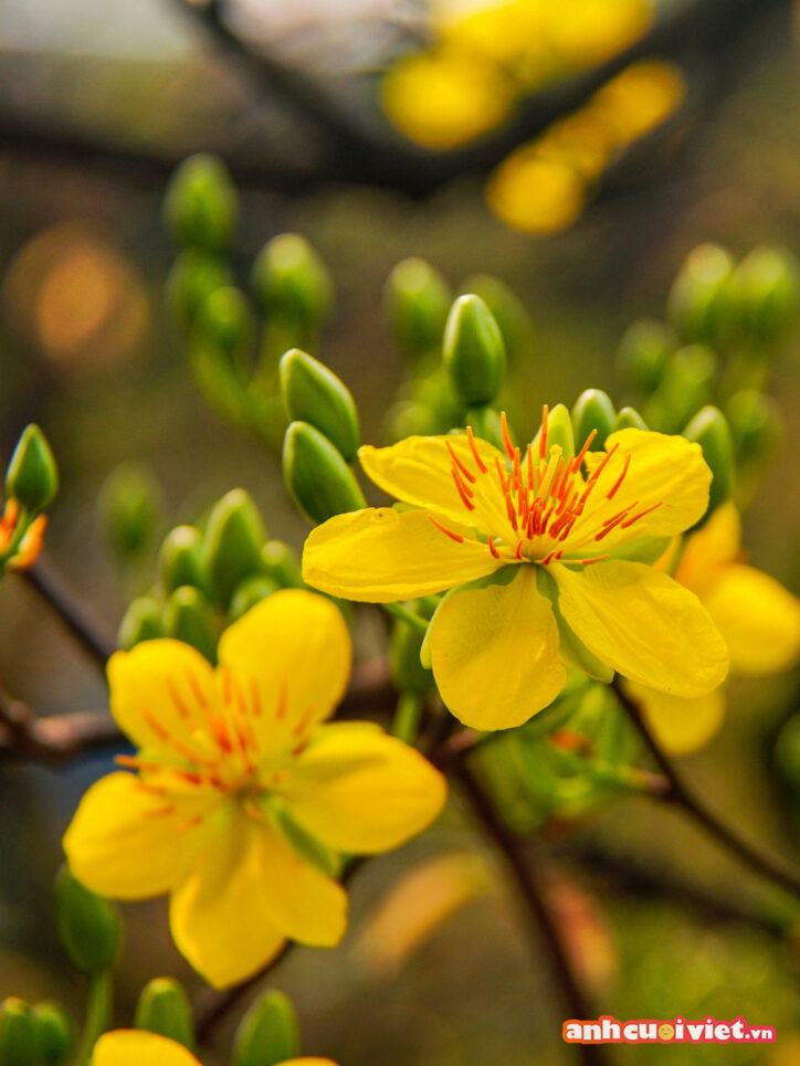 Những cánh hoa mai vàng dịu dàng và lộc vừng xanh tươi là hình nền điện thoại đẹp cho mùa Tết năm nay. 