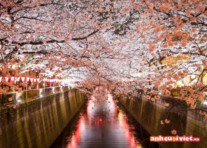 Ai cũng biết Nhật Bản là xứ sở của hoa anh đào.  Cứ mỗi độ xuân về, những con đường lại tràn ngập sắc hồng của hoa anh đào, mang đến một khung cảnh đẹp đến nao lòng. 