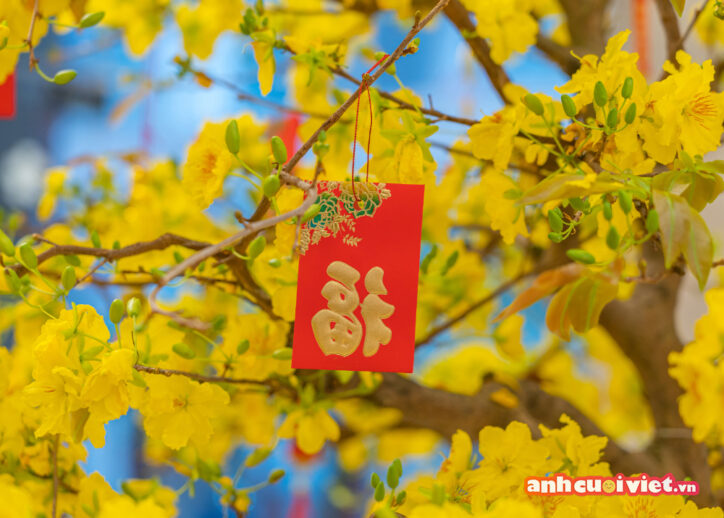 Hình nền hoa mai vàng ngày tết cùng bao lì xì đỏ sẽ giúp bạn rước tài lộc và may mắn trong năm mới sắp đến. 