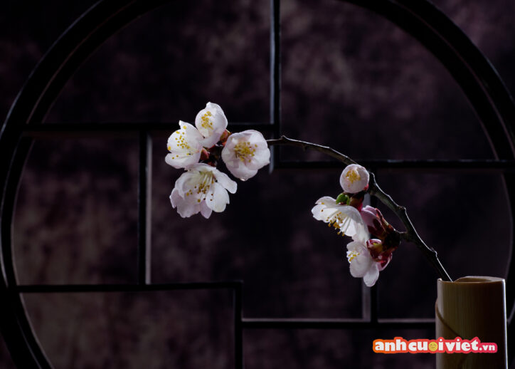 Bức ảnh chụp những cành hoa đào trắng một cách nghệ thuật và làm nổi bật vẻ đẹp của hoa đào. 