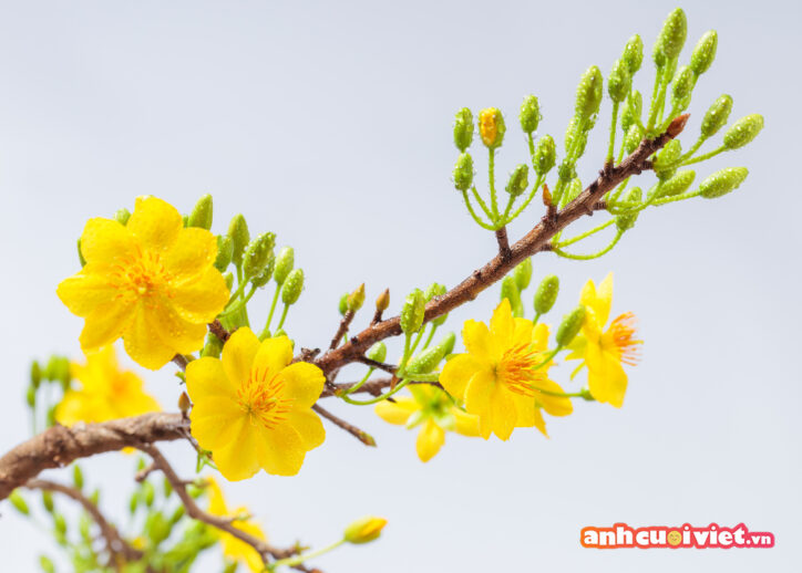 Hình nền hoa mai vàng đẹp rực rỡ và mang ý nghĩa mang lại tài lộc, may mắn cho gia đình. 