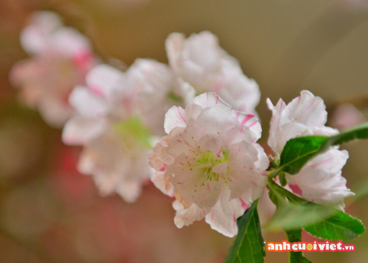 Đối với những người không biết, hoa đào có nhiều loại và màu sắc.  Cây hoa anh đào này không hẳn là màu trắng, cũng không hẳn là màu hồng, nhưng nó tươi tắn và đẹp đẽ. 