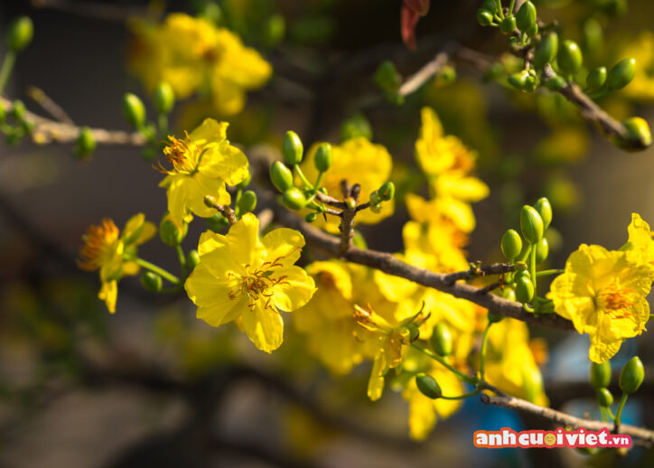 Những cánh hoa mỏng manh, mềm mại với sắc vàng rực rỡ đã được nhiếp ảnh gia bắt trọn.  Đây sẽ là hình nền hoa mai ngày tết đẹp nhất mà bạn từng xem. 