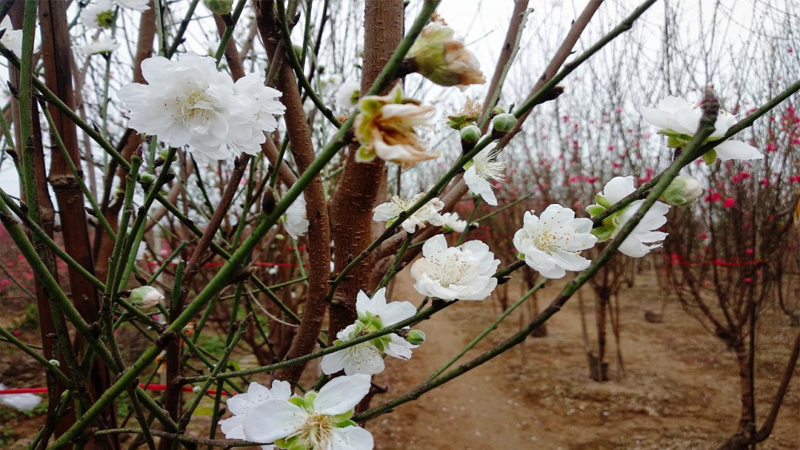 Hoa đào trắng