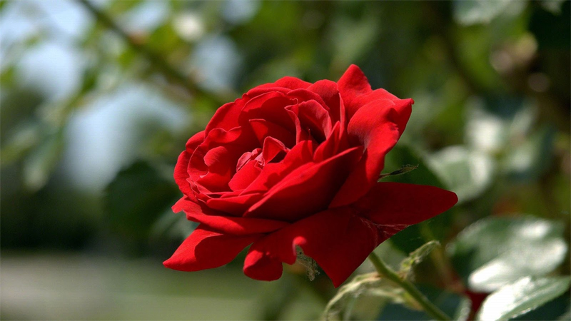Hoa hồng đỏ bàn thờ ngày Tết