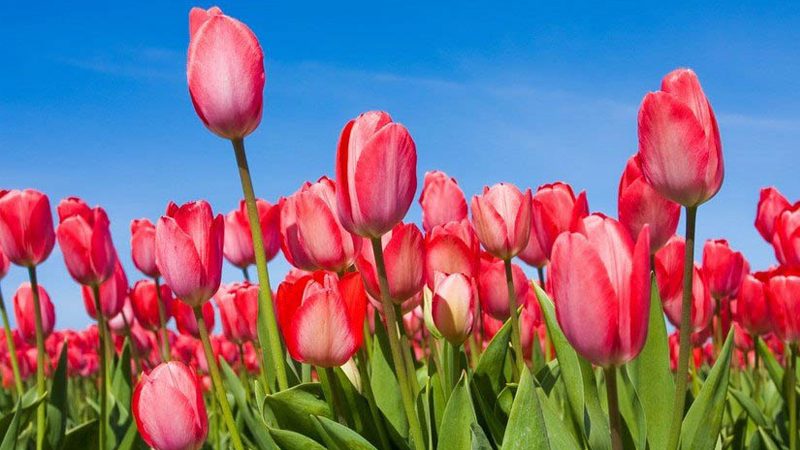 Hoa tulip trên bàn thờ ngày Tết