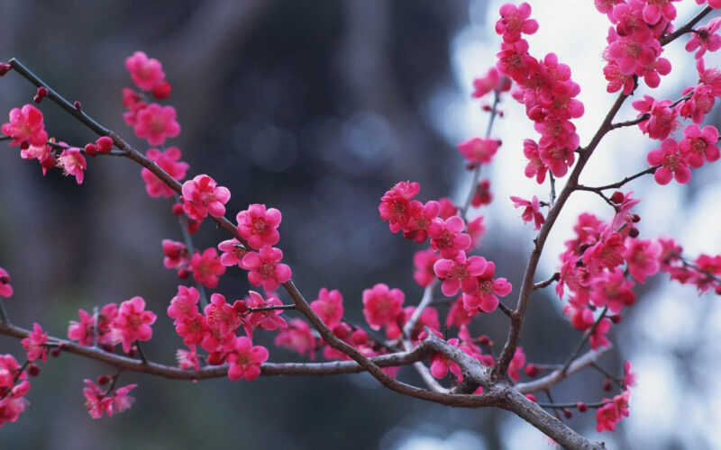 Hình nền hoa đào phương Bắc