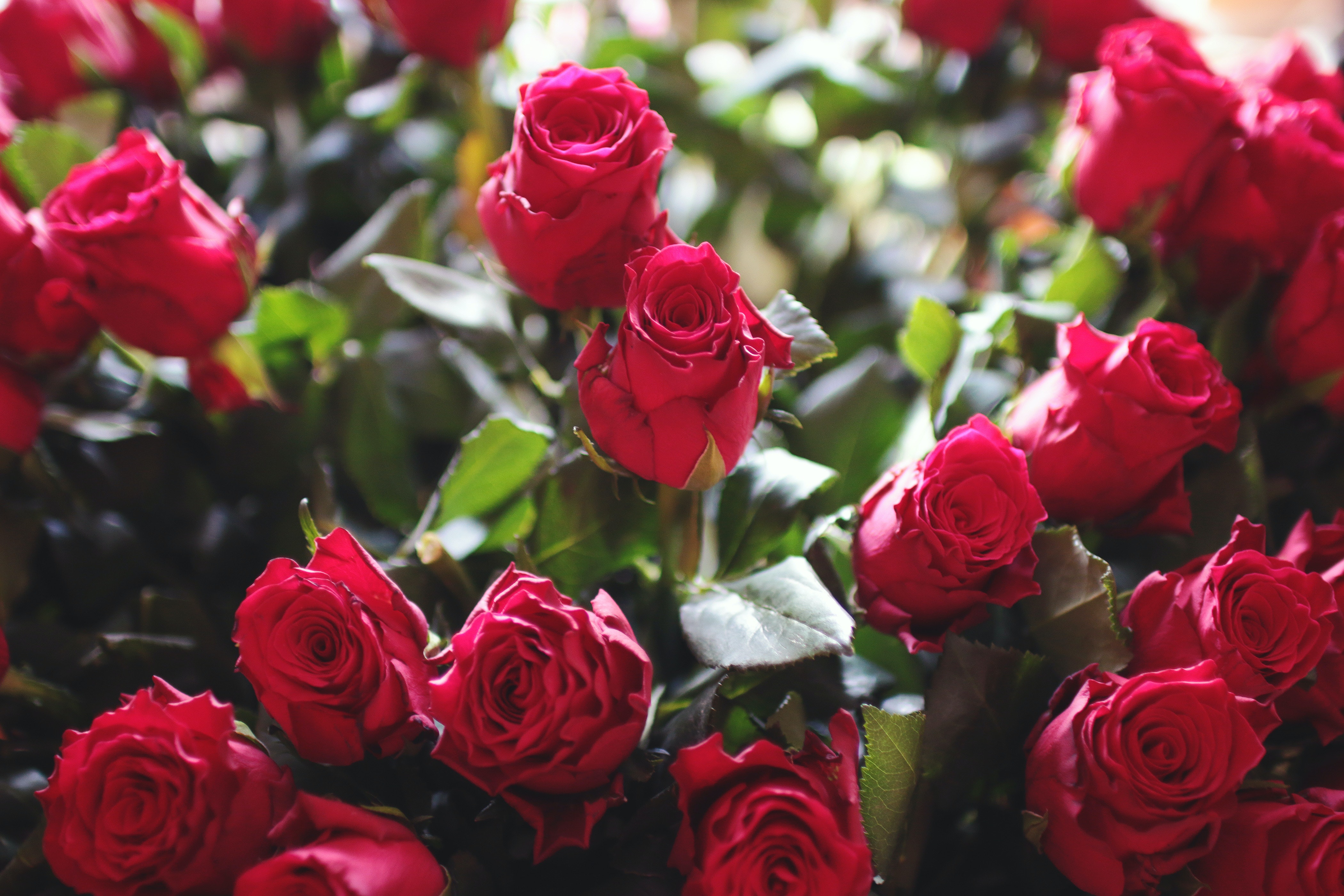 5 loại hoa cắm bàn thờ thần Tài ngày Tết cho gia chủ đỏ cả năm