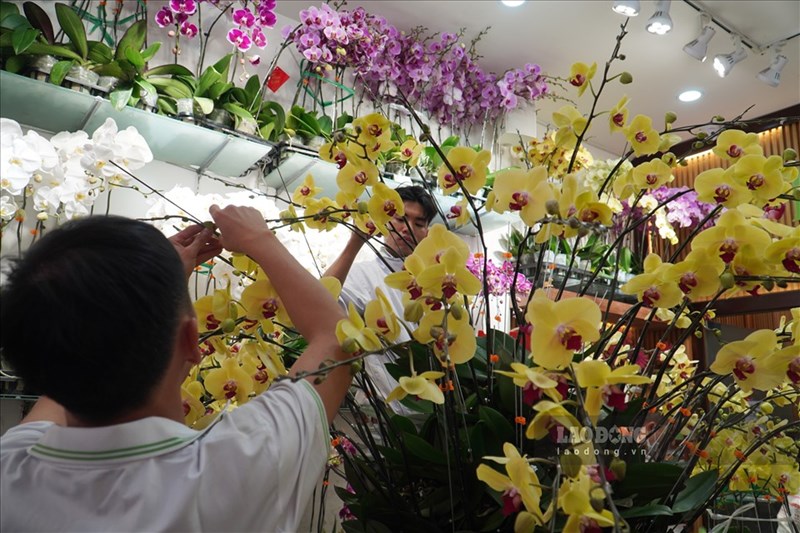 Chi tiền triệu mua hoa ngoại nhập chơi Tết Nguyên đán 2021