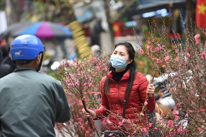 Đào, quất mini hút khách dịp Tết Nguyên đán, tiểu thương thu bạc triệu mỗi ngày