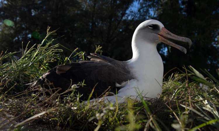 Chim hải âu Wisdom ở khu bảo tồn Midway hồi tháng 11/2020. Ảnh: Jon Brack.