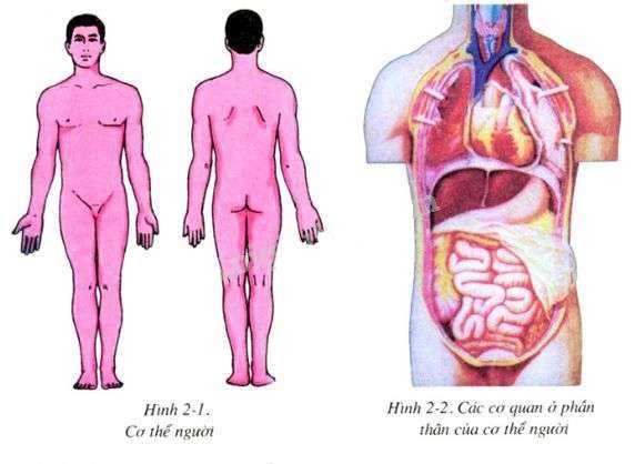 Giải bài tập trang 10 SGK Sinh lớp 8: Cấu tạo cơ thể người | My Aloha
