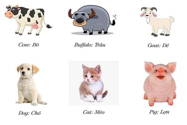 Học tiếng Anh cho trẻ em - chủ đề các con vật