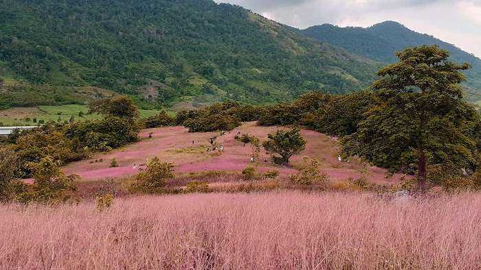 đồi cỏ hồng - điểm thu hút tại khu du lịch sinh thái M'Đrăk ở Đắk Lắk