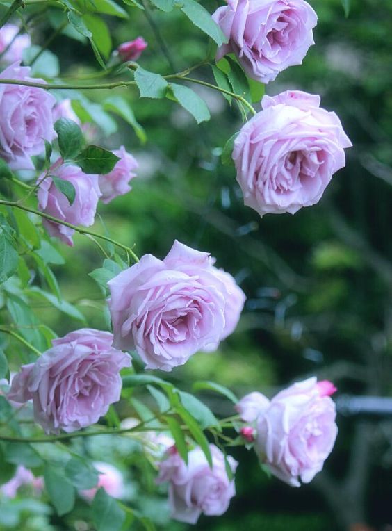 Tổng hợp 12 loại hoa hồng leo dễ trồng và đẹp nhất cho không gian nhà bạn - Gốm sân vườn