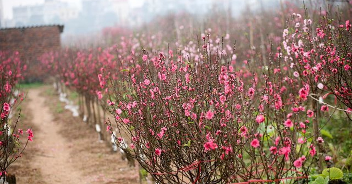 Tả cây đào cũng cần văn mẫu