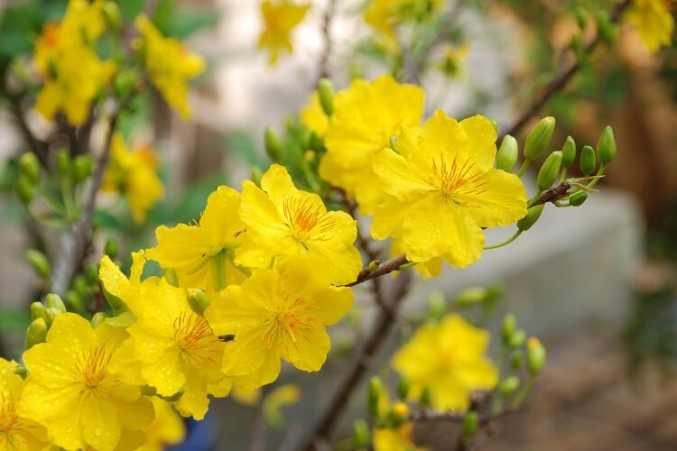 Những loài hoa mang đến may mắn nên trưng bày trong nhà ngày Tết