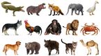 Chọn lọc 25 câu đố dân gian Việt Nam về con vật cực kỳ thú vị