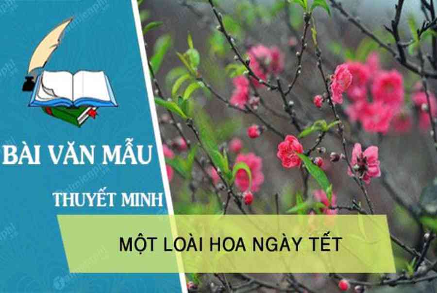 Thuyết minh về một loài hoa ngày Tết - Trường THPT Thành Phố Sóc Trăng - Chuyên Trang Chia Sẻ Kiến Thức Thời Trang Mới Nhất