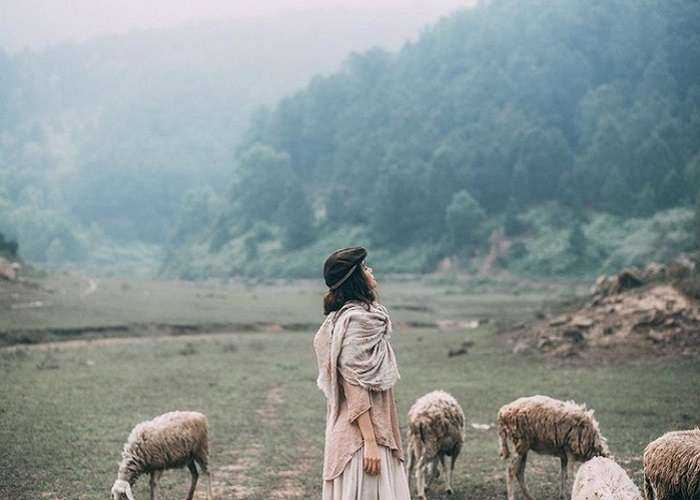 Cánh đồng nuôi cừu ở Nghệ An