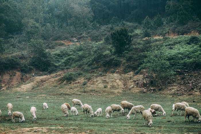 Cảnh đẹp tại Cánh đồng nuôi cừu