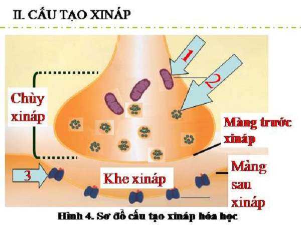 xinap là gì và cấu tạo xinap Xinap là gì? Vai trò của xinap và Quá trình truyền tin qua xinap