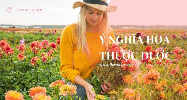 8 Ý Nghĩa Của Hoa Thược Dược Ngày Tết Và Trong Phong Thủy