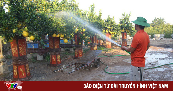 Cây cảnh tết đua nhau giảm giá