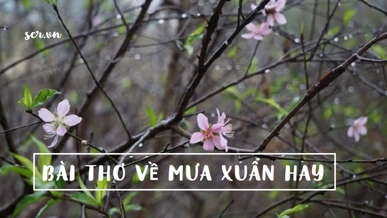 Bài Thơ Mưa Xuân Hay ❤️️ Tuyển Tập Chùm Thơ Bất Hủ