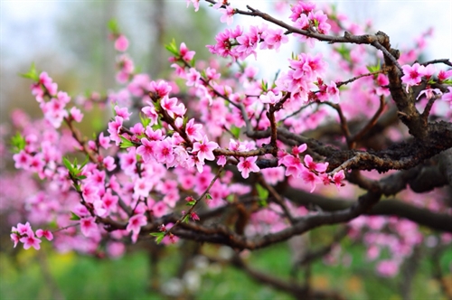 Hoa ngày Tết ba miền