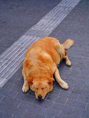 A dog resting in the Iraklion street, Greece.jpg