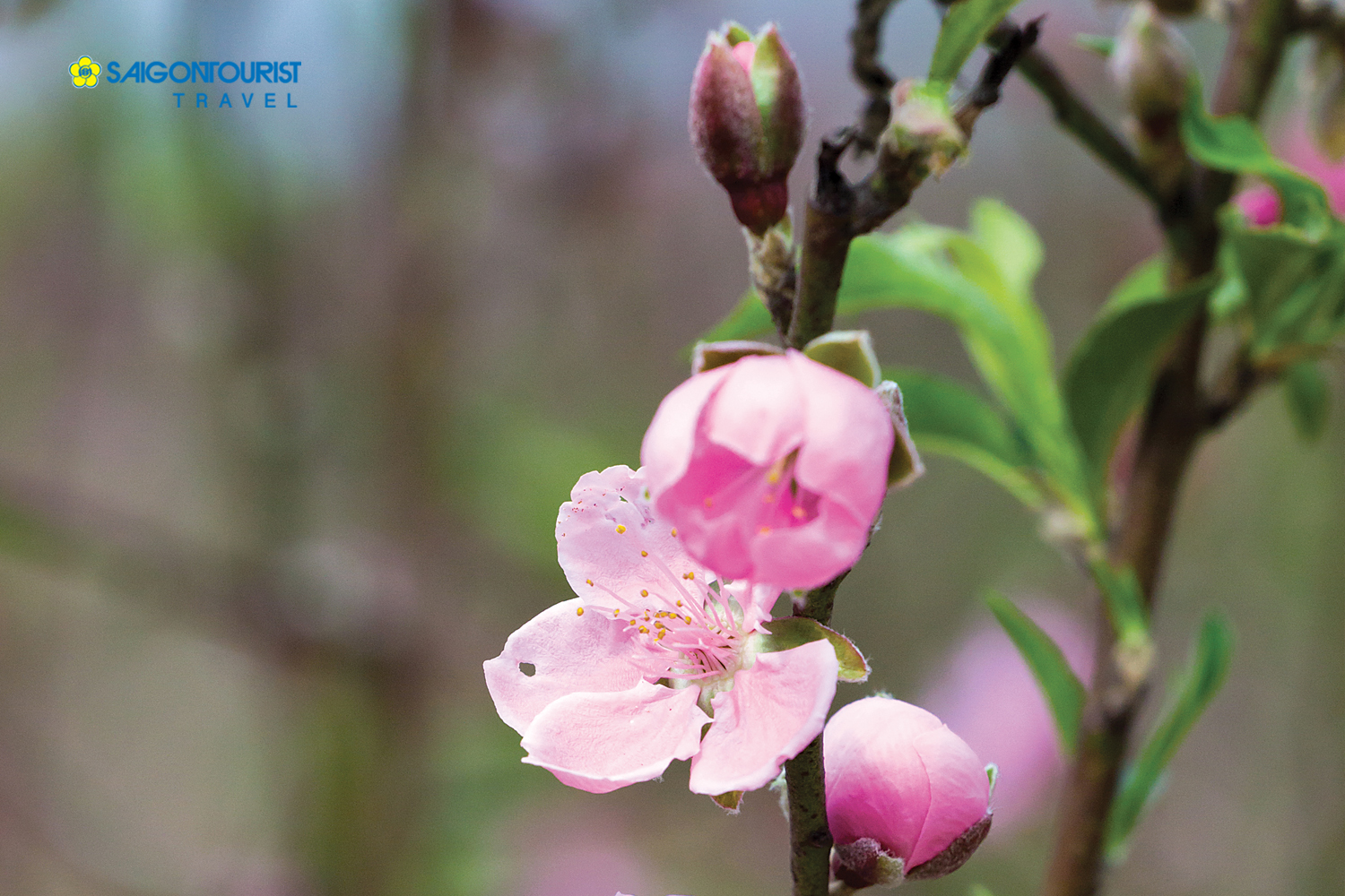 Đến Nhật Tân ngắm hoa đào ngày Tết