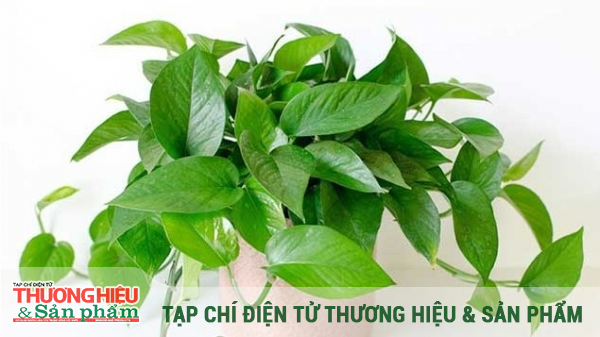 Những loại cây trồng trong dịp Tết có ý nghĩa năm mới “bình an, may mắn, phát tài”