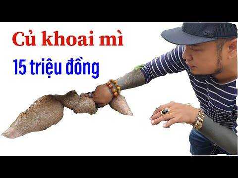 Cây khoai mì hô bán 15 triệu đồng II ĐỘC LẠ BÌNH DƯƠNG II cây cảnh độc đáo nhất VN