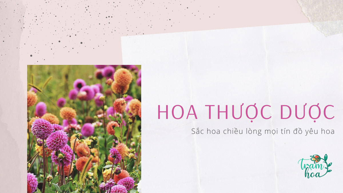 Hoa Thược Dược – Sắc hoa chiều lòng mọi tín đồ yêu hoa