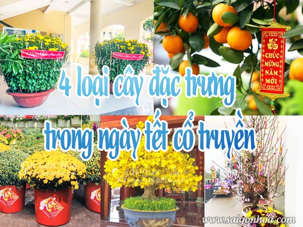 4 loại cây đặc trưng trong ngày tết cổ truyền • Sài Gòn Hoa 2023