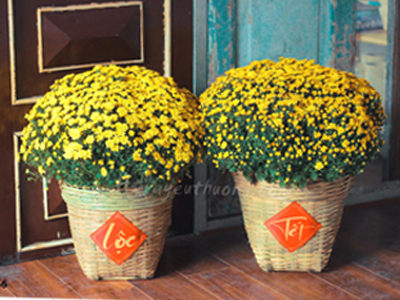5 ý nghĩa của hoa cúc vàng trong ngày Tết truyền thống Việt Nam về hoa tươi, điện hoa